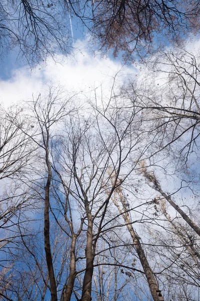 Herfstbomen Zonder Bladeren Tegen Een Blauwe Lucht Met Witte Wolken — Stockfoto