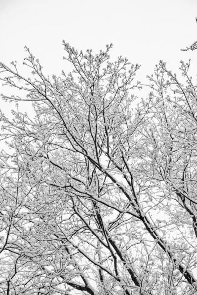 Ramos Nevados Árvores Contra Fundo Céu Branco Inverno — Fotografia de Stock