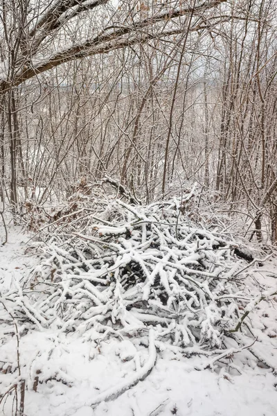 Zimowy Park Krajobraz Zaśnieżony Las Zima — Zdjęcie stockowe