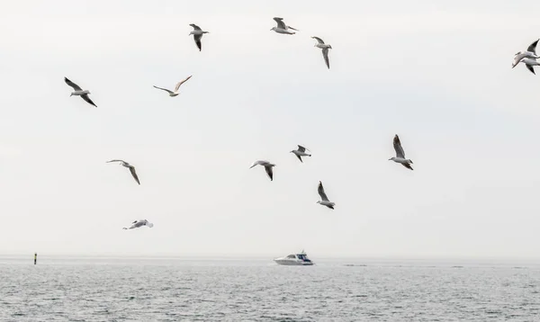 Las Gaviotas Vuelan Sobre Fondo Del Mar Cielo —  Fotos de Stock