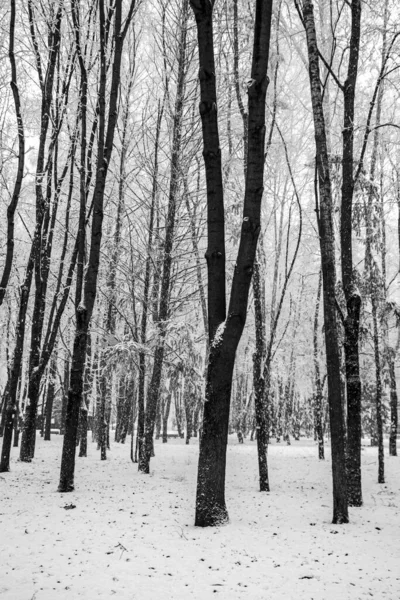 Winter Park Landscape Snowy Forest Winter — Stock Photo, Image