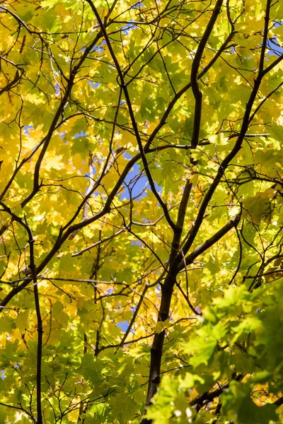 Красивые Осенние Деревья Против Голубого Неба Яркие Цвета Осени Природа — стоковое фото