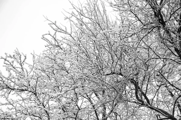 Sneeuwachtige Takken Van Bomen Tegen Een Witte Lucht Achtergrond Winter — Stockfoto