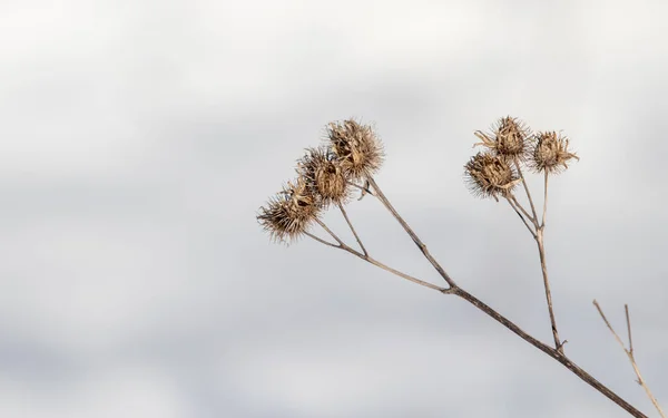 Droge Tak Doorn Sneeuw — Stockfoto