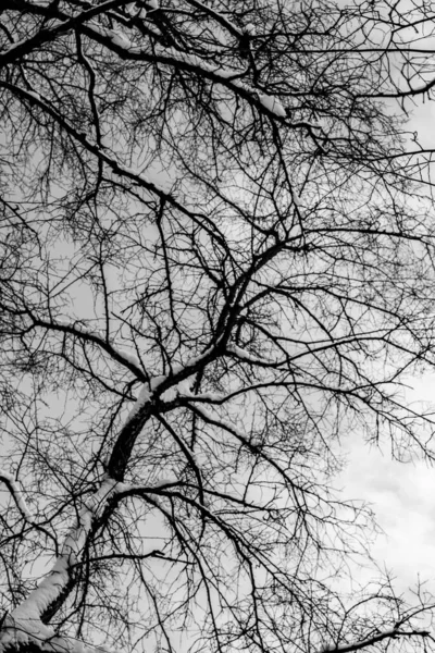 Holé Větve Stromů Proti Obloze Zima — Stock fotografie