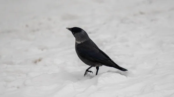 Cuervo Negro Invierno Nieve — Foto de Stock