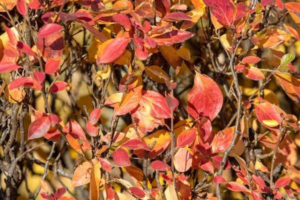 秋の風景 空に対して明るい葉を持つ木 — ストック写真