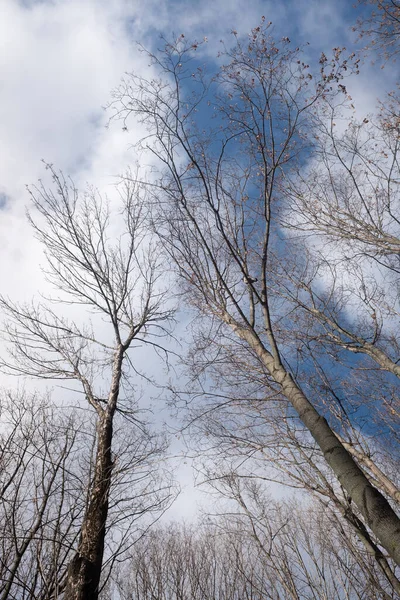 Herfstbomen Zonder Bladeren Tegen Een Blauwe Lucht Met Witte Wolken — Stockfoto