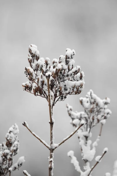 Havas Faágak Fehér Égbolttal Körülvéve Tél — Stock Fotó