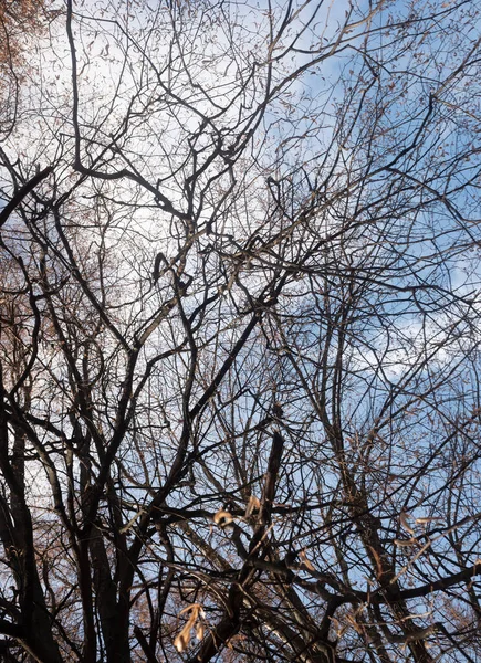 白い雲と青い空に対して葉のない秋の木 下のビュー — ストック写真