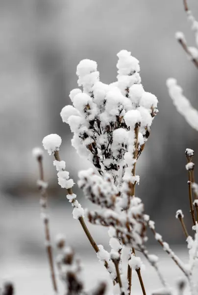 Zasněžené Větve Stromů Bílém Pozadí Oblohy Winter — Stock fotografie