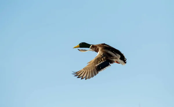 冬季大自然中的野鸭 — 图库照片