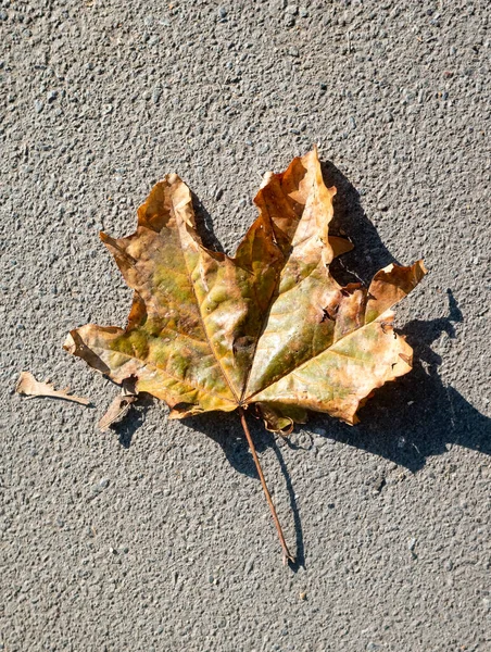 地面に黄色の葉 秋の風景 — ストック写真