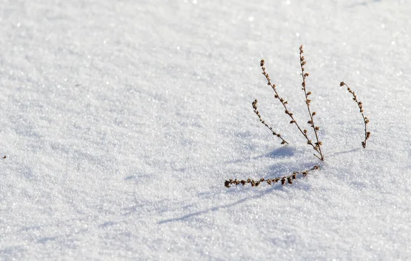 Neve Come Sfondo Ramo Secco Sotto Neve — Foto Stock