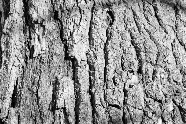 Kofferbak Van Een Oude Boom Het Forest — Stockfoto