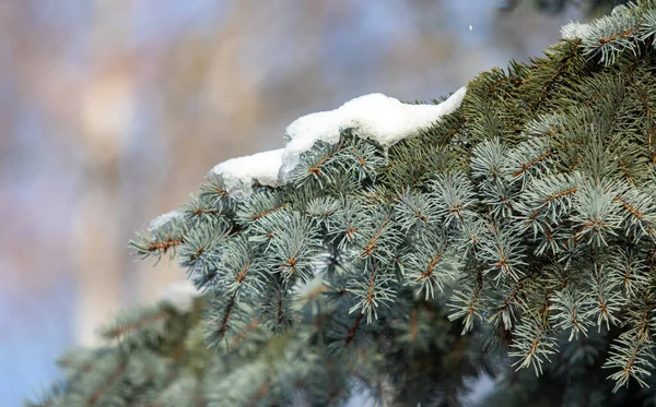 Rami Verdi Abete Nella Neve Inverno — Foto Stock