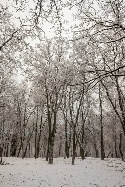 Parc Hiver Paysage Forêt Enneigée Hiver — Photo