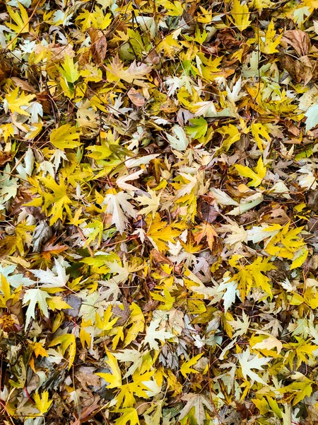 Sonbahar Sarı Yaprakları Doğada — Stok fotoğraf