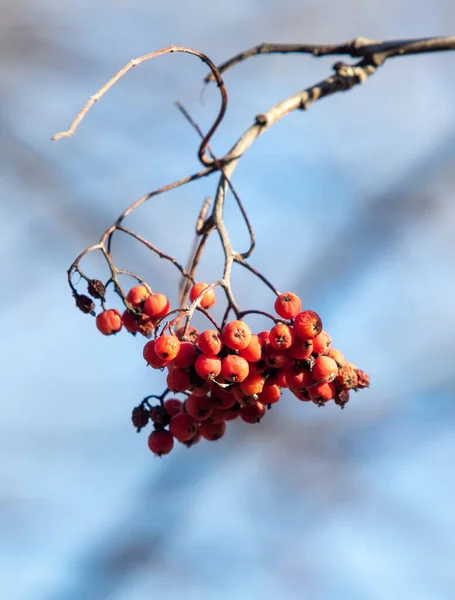 Bouquet Baies Rowan Rouge Dans Nature — Photo