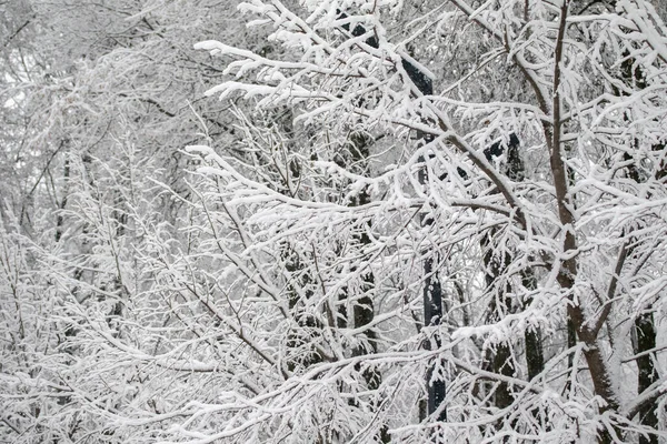 Rami Innevati Alberi Sullo Sfondo Cielo Bianco Inverno — Foto Stock