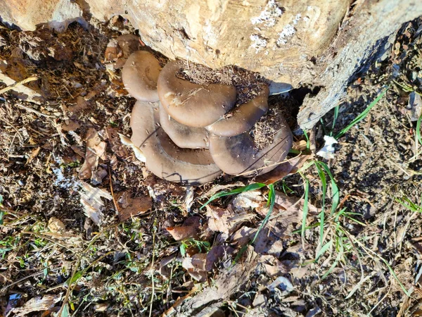 Close Autumn Mushrooms Forest — Stock Photo, Image