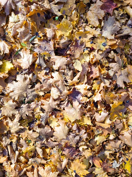Tło Jasnych Jesiennych Liści Ziemi — Zdjęcie stockowe