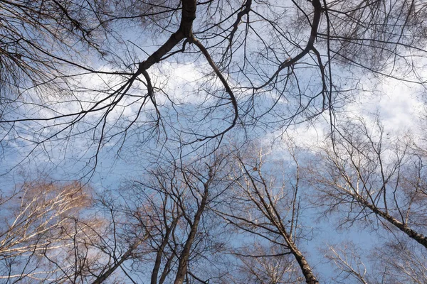 Alberi Autunnali Senza Foglie Contro Cielo Blu Con Nuvole Bianche — Foto Stock