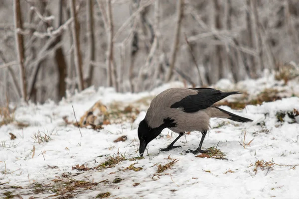 Corvo Nero Inverno Sulla Neve — Foto Stock