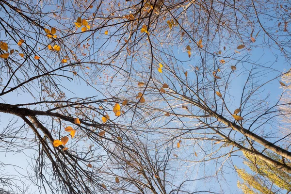 秋天的树 没有叶子 从下往上看 — 图库照片