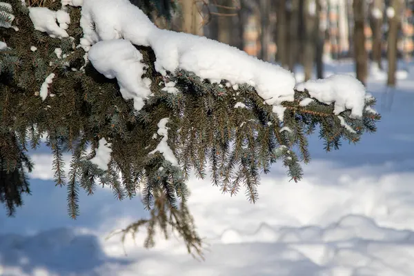 Winter Landscape Forest Natural Park — Stock Photo, Image