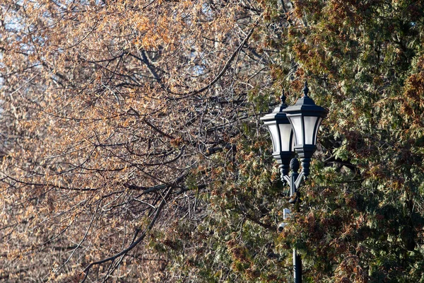 公园的装饰灯 大自然 — 图库照片