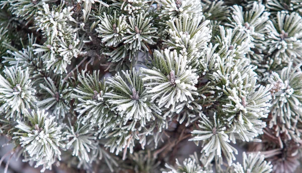 Rami Abete Rosso Nella Neve Bianca Umore Invernale — Foto Stock