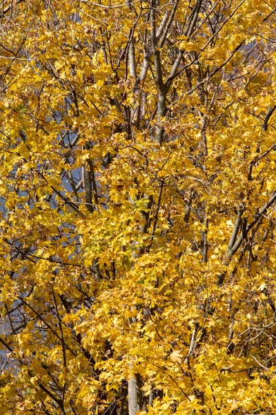 Paisaje Otoñal Árboles Con Hojas Brillantes Contra Cielo — Foto de Stock