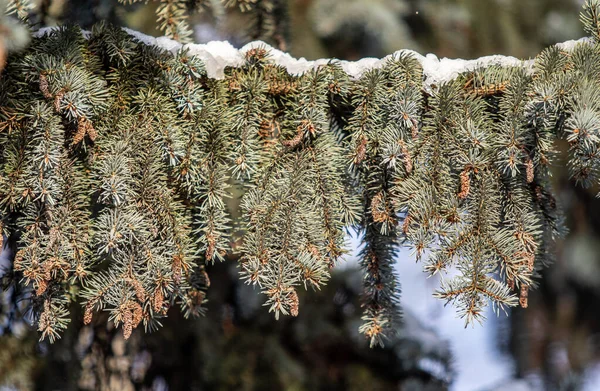 Fir Zielone Gałęzie Śniegu Zimie — Zdjęcie stockowe