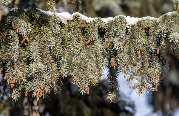 Körgröna Grenar Snön Vintern — Stockfoto