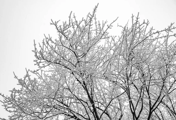 Las Ramas Nevadas Los Árboles Sobre Fondo Cielo Blanco Invierno — Foto de Stock