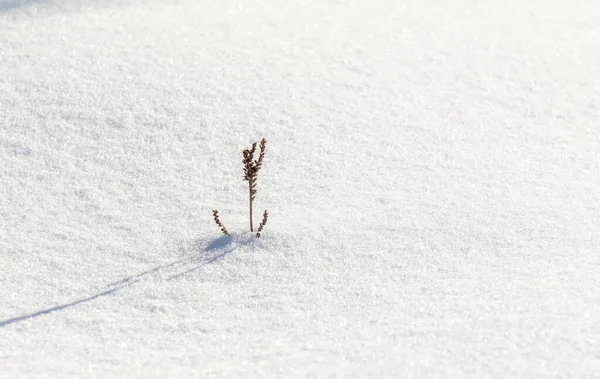 Снег Фон Сухая Ветка Снега — стоковое фото