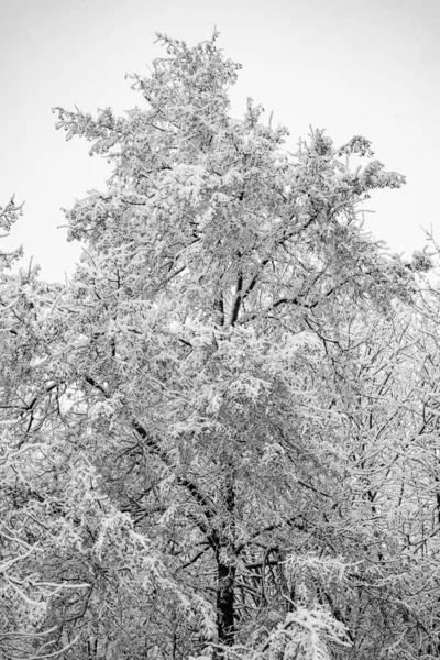 Sneeuwachtige Takken Van Bomen Tegen Een Witte Lucht Achtergrond Winter — Stockfoto