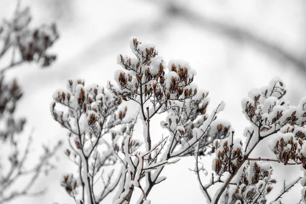 Snowy Branches Trees White Sky Background Winter — Stock Photo, Image