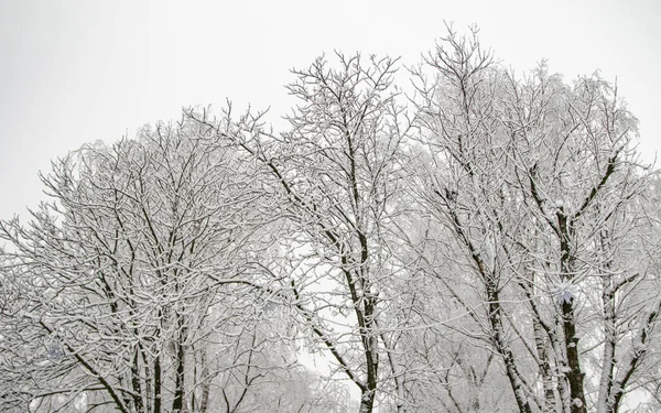배경에 눈덮인 나뭇가지들 — 스톡 사진