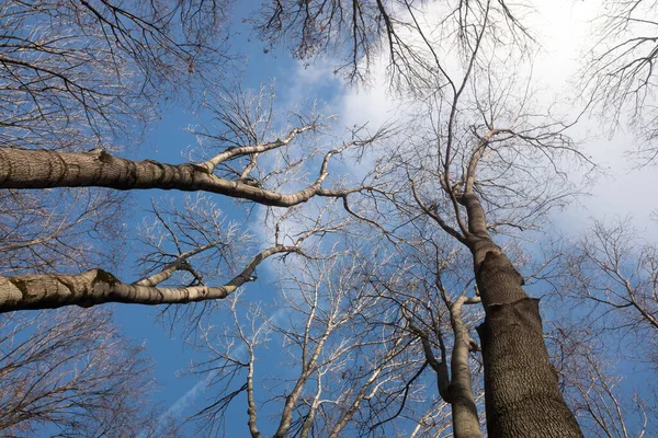 Jesienne Drzewa Bez Liści Tle Błękitnego Nieba Białymi Chmurami Widok — Zdjęcie stockowe