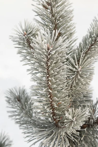 云杉分枝在雪白的雪地里 冬季的心情 — 图库照片