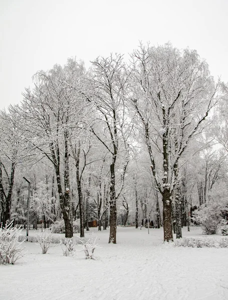 冬季公园 雪地的森林 — 图库照片