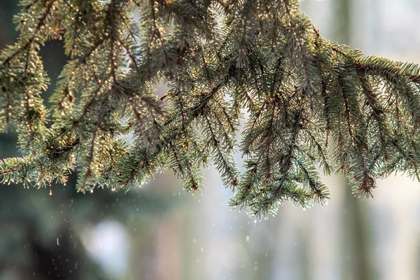 Fir Green Branches Snow Winter — Stock Photo, Image