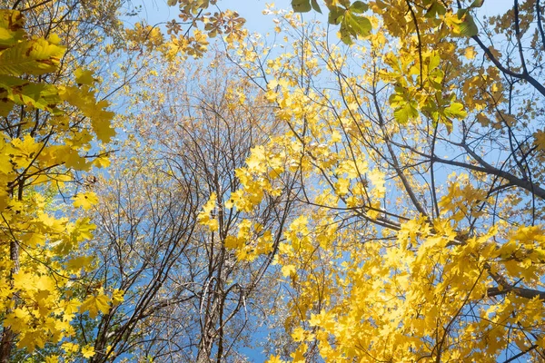 Herfst Landschap Bomen Met Heldere Bladeren Tegen Hemel — Stockfoto