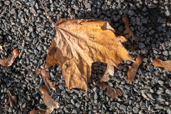 秋の黄葉 アース ネイチャー — ストック写真