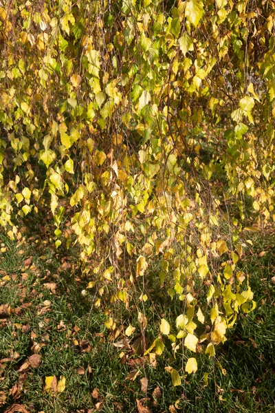 Sonbahar Sarı Yaprakları Doğada — Stok fotoğraf