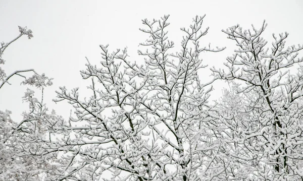 Snowy Branches Trees White Sky Background Winter — Stock Photo, Image