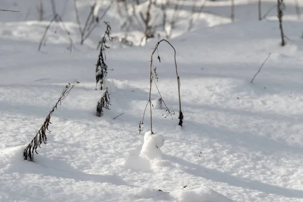 Weiße Schneebälle Auf Einem Ast Einem Sonnigen Tag — Stockfoto