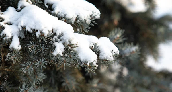 Rami Asciutti Nudi Nella Neve Bianca Natura Invernale — Foto Stock